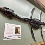 London Natural History Museum - Private Tour with Expert - The Logistics: Meeting Point and Accessibility