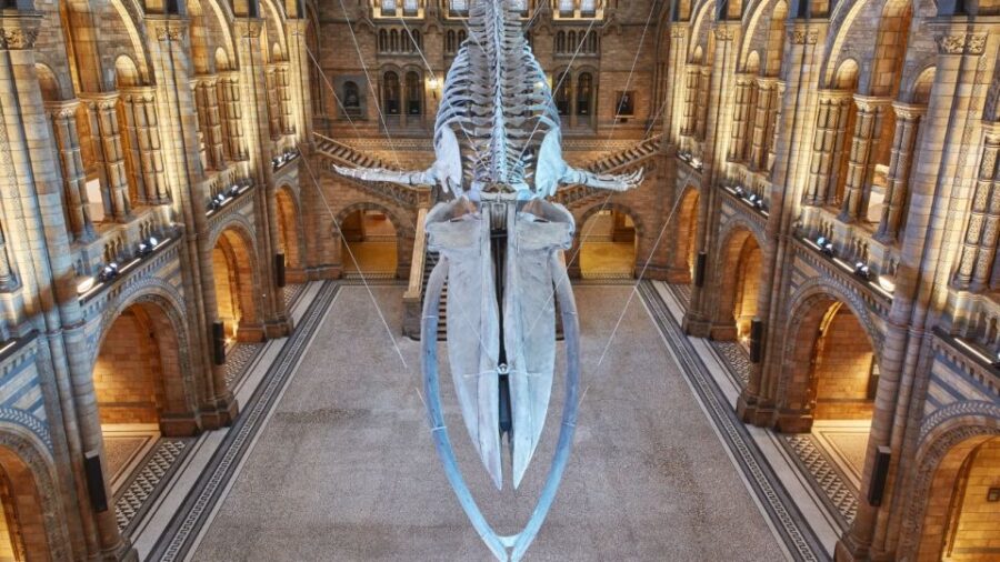 London: Natural History Museum Tour - The Guided Tour Begins at the Museum Entrance
