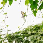 London Zoo: Entry Ticket - Exploring the Land of the Lions: Closer Than Ever to Majestic Asiatic Lions