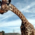 London Zoo Entry Ticket - Accessibility and Physical Considerations