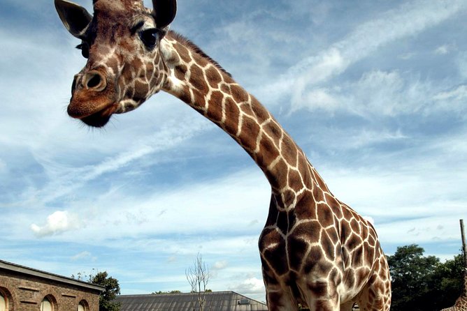 London Zoo Entry Ticket - Accessibility and Physical Considerations