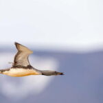 Longyearbyen: Wildlife Safari & Hiking Photography Tour - The Tour’s Base in Longyearbyen