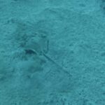 Los Cristianos: Basic Diver Course - The Starting Point at Ocean Dreams Tenerife