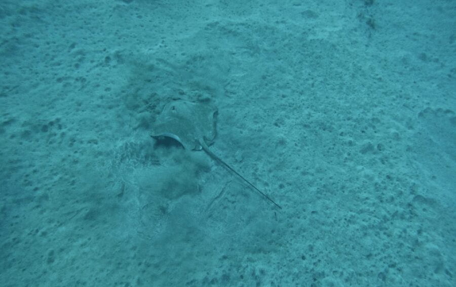 Los Cristianos: Basic Diver Course - The Starting Point at Ocean Dreams Tenerife