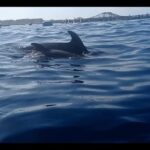 Los Cristianos: Kayak & Snorkel Tour with turtles and photos included - Exploring the Guaza Mountain and Wildlife Sightings