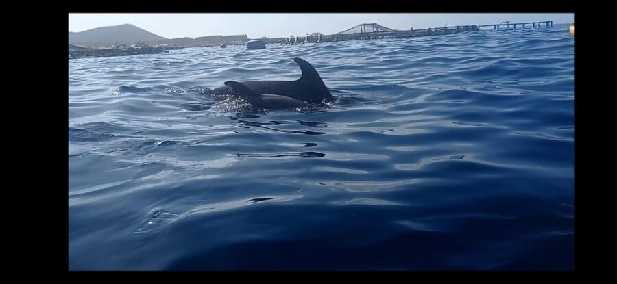 Los Cristianos: Kayak & Snorkel Tour with turtles and photos included - Exploring the Guaza Mountain and Wildlife Sightings