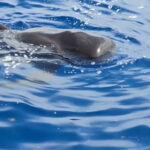 Los Cristianos: Viking Cruise Whales & Dolphins Watching - Marine Life Sightings in Tenerife’s Waters