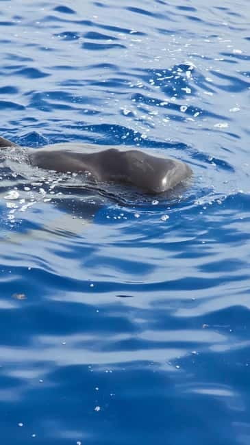 Los Cristianos: Viking Cruise Whales & Dolphins Watching - Marine Life Sightings in Tenerife’s Waters