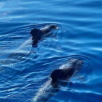 Los Cristianos: Whale Watching Cruise w/Swim Stop & Drinks - Spotting Whales and Dolphins in Tenerifes Waters