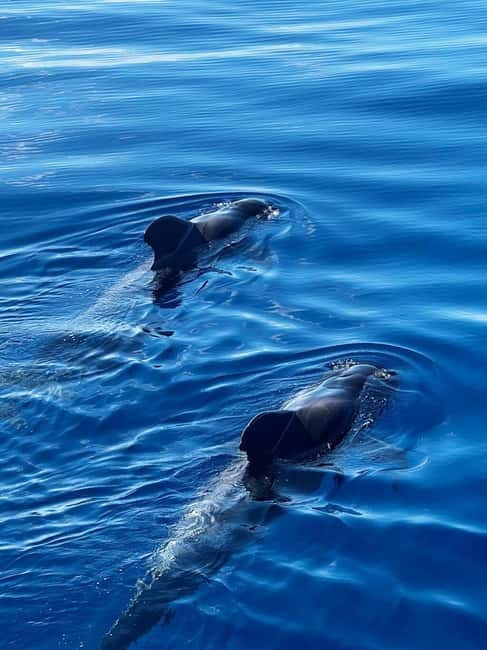 Los Cristianos: Whale Watching Cruise w/Swim Stop & Drinks - Spotting Whales and Dolphins in Tenerifes Waters