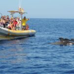 Los Gigantes: Dolphin and Whale Watching Cruise by Speedboat - What Sets This Tour Apart from Other Marine Excursions