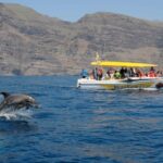 Los Gigantes: Dolphin & Whale Watching Cruise with Swim Stop - Meeting Point and Logistics Near Los Gigantes Port