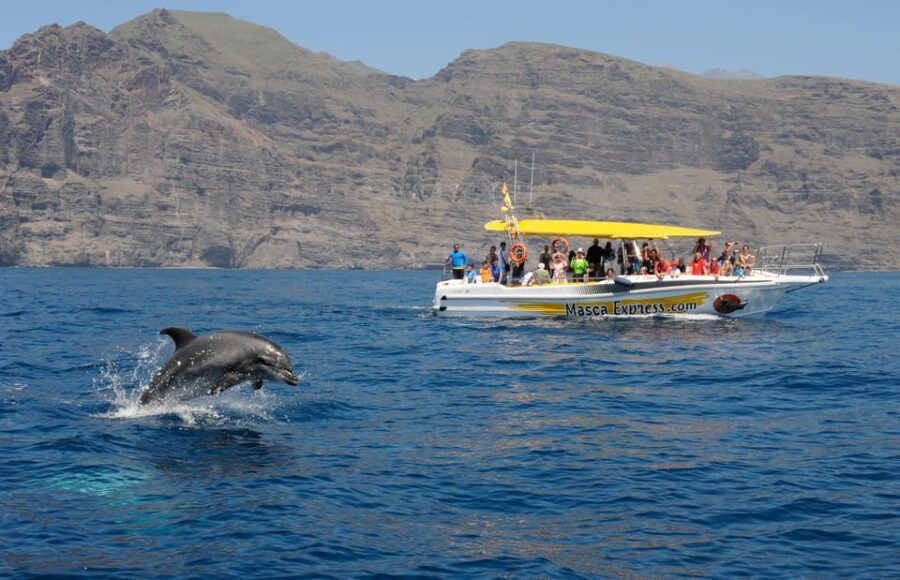 Los Gigantes: Dolphin & Whale Watching Cruise with Swim Stop - Meeting Point and Logistics Near Los Gigantes Port