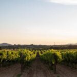 Luberon: Vineyard Tour and Wine Tasting - The Starting Point Inside Château de Sannes