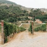 Lucca: Wine Tasting Experience - Tenuta Adamo Winery - Tasting on the Terrace: Wines and Olive Oil