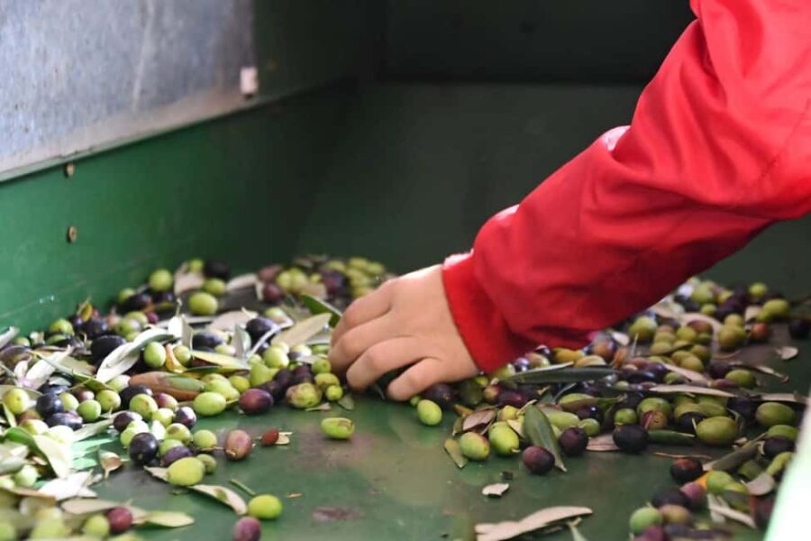 Lucinasco: a journey through flavors and traditions. Guided visit to the village. - Exploring Lucinasco’s Museums and Local Heritage