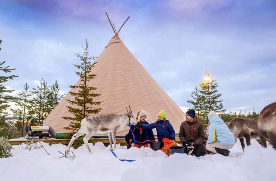 Luleå: Meet and Feed the Reindeer  Short Experience - The Reindeer Encounter in Luleå