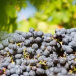 Lunch with Wine Tasting at the Winery - Exploring the Winery and Cellar Visit