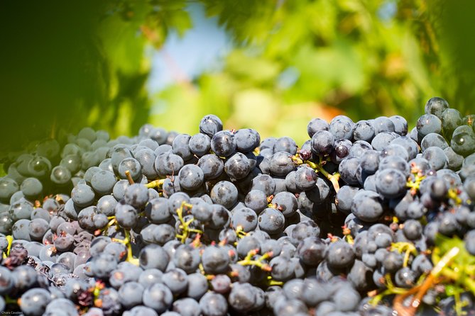 Lunch with Wine Tasting at the Winery - Exploring the Winery and Cellar Visit