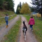 Luvigny: a unique discovery walk with goats - What Makes This Goat Walk Special?