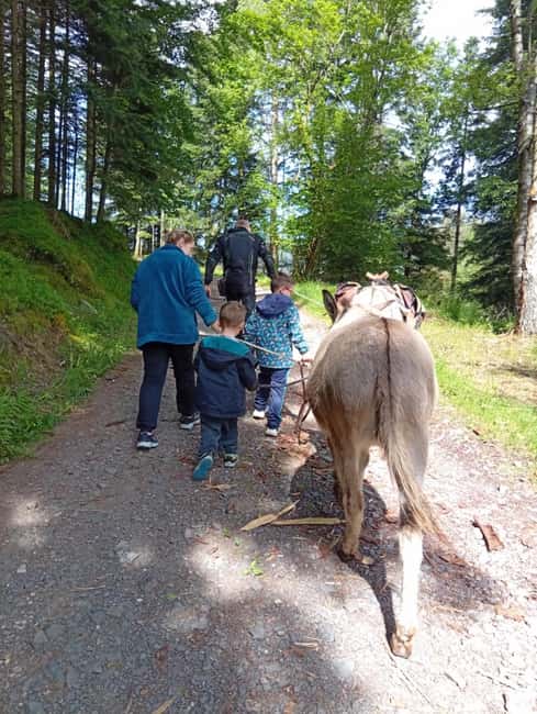 Luvigny: Donkey discovery walk - Discovering Donkeys in the Heart of Luvignys Nature