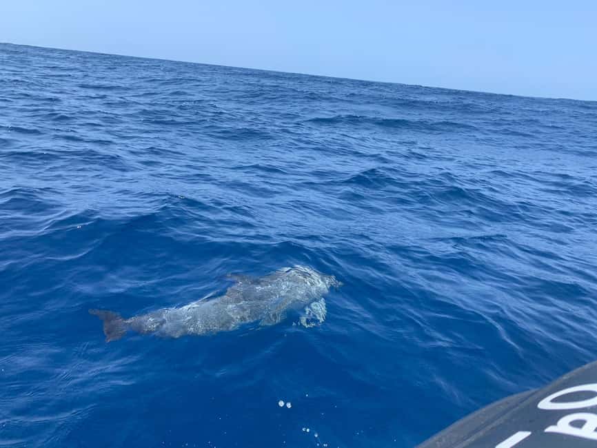 Luxury EcoMarine Safari  Whale & Dolphin Watching Adventure - Starting from Marina del Sur Tenerife in Puerto de Las Galletas