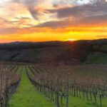 Luxury Winery Tour & Tasting with Local Food in Scansano - Starting Point at Az. Agr. Roccapesta in Scansano