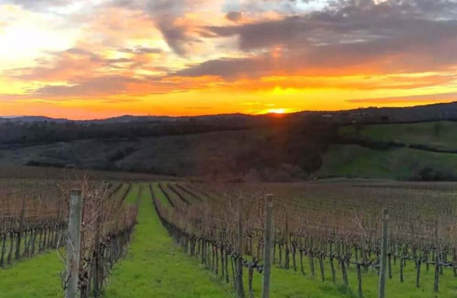 Luxury Winery Tour & Tasting with Local Food in Scansano - Starting Point at Az. Agr. Roccapesta in Scansano