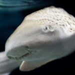 Lyon: Aquarium Entrance Ticket - Exploring the Immersive Ocean 360 Experience