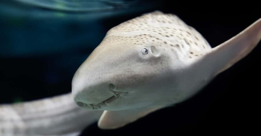 Lyon: Aquarium Entrance Ticket - Exploring the Immersive Ocean 360 Experience