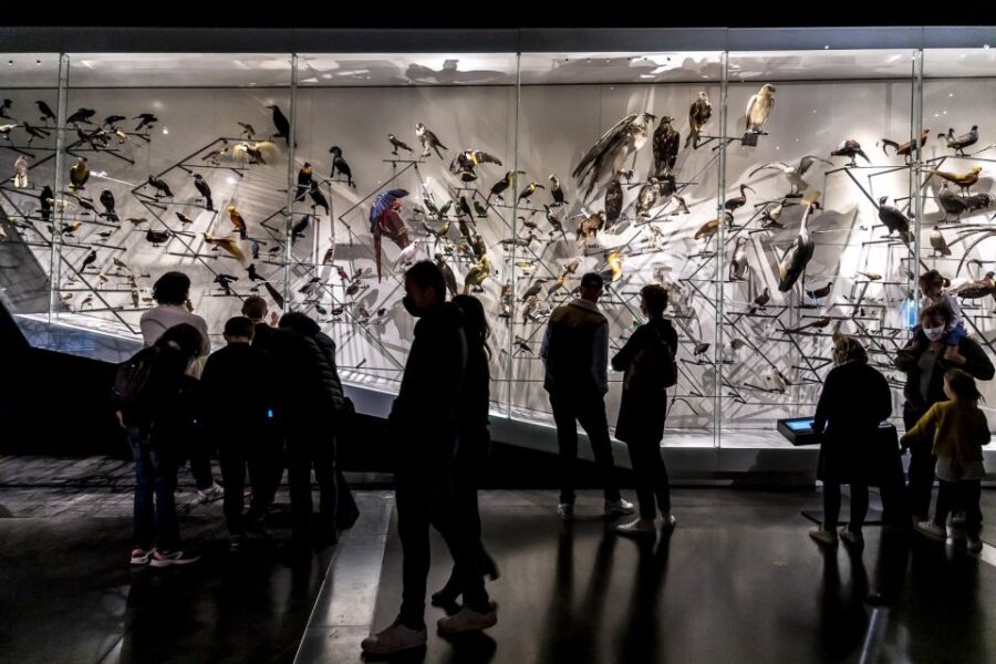 Lyon: Musée des Confluences Entrance Ticket - Extensive Collections Covering Five Centuries