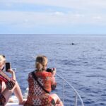 Madeira: 2.5-Hour Whale and Dolphin-Watching Cruise - Comfortable Yacht with Onboard Amenities