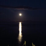 Madeira: Barn Owl Watching - Roaming Madeira’s Rural Nightlife for Birds of Prey