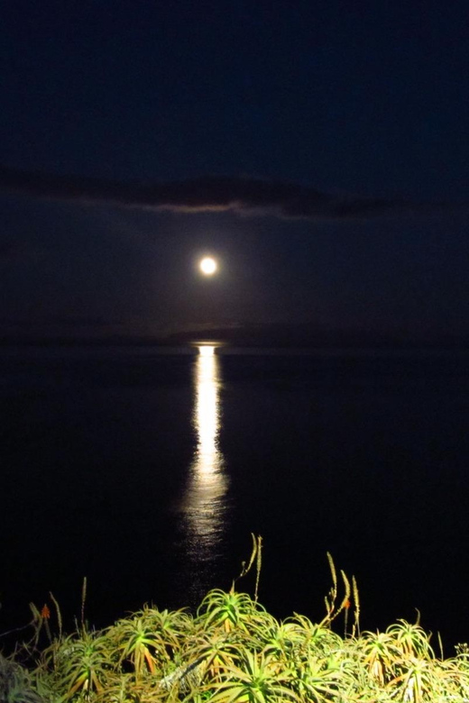 Madeira: Barn Owl Watching - Roaming Madeira’s Rural Nightlife for Birds of Prey