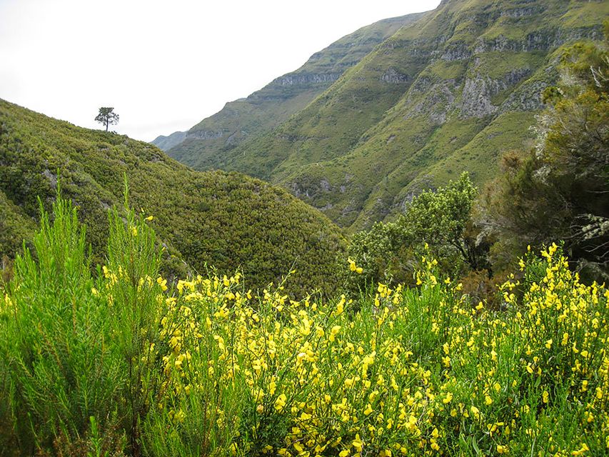 Madeira: Enjoy a Guided Levada Walk in the Rabaçal Valley - The Iconic 25 Fontes Waterfalls and Lagoon View