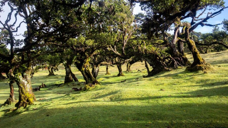 Madeira: Fanal Forest and Cabo Girão for Cruise Ship - Starting Point at Funchal Cruise Terminal
