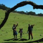 Madeira: Fanal Forest Guided Hiking Tour - Scenic Views and Ancient Trees in Madeira’s Fanal Forest
