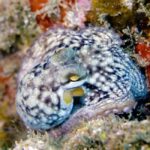 Madeira: Full-Day Dive Pack - Starting Point at Scorpio Madeira Diving Center