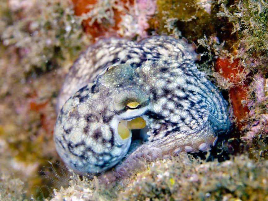 Madeira: Full-Day Dive Pack - Starting Point at Scorpio Madeira Diving Center