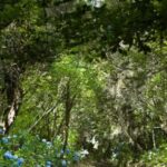 Madeira: Full-Day Laurel Forest Guided Walking Tour - Walking Along Madeira’s Legendary Levadas