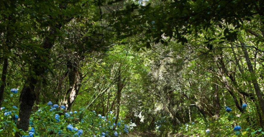 Madeira: Full-Day Laurel Forest Guided Walking Tour - Walking Along Madeira’s Legendary Levadas