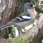Madeira: Guided Full-Day Rabaçal Walk - Walking Along the Levada of 25 Fontes and Natural Springs