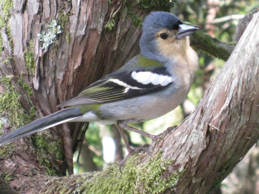 Madeira: Guided Full-Day Rabaçal Walk - Walking Along the Levada of 25 Fontes and Natural Springs