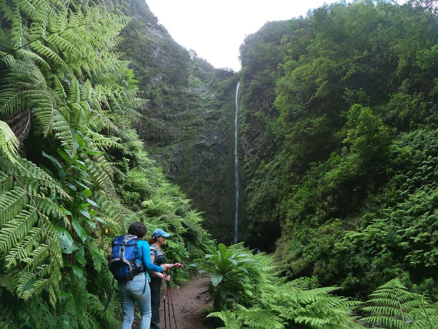 Madeira Island: Caldeirão Verde Levada Walk - The Caldeirão Verde Levada Walk: A Natural Treasure