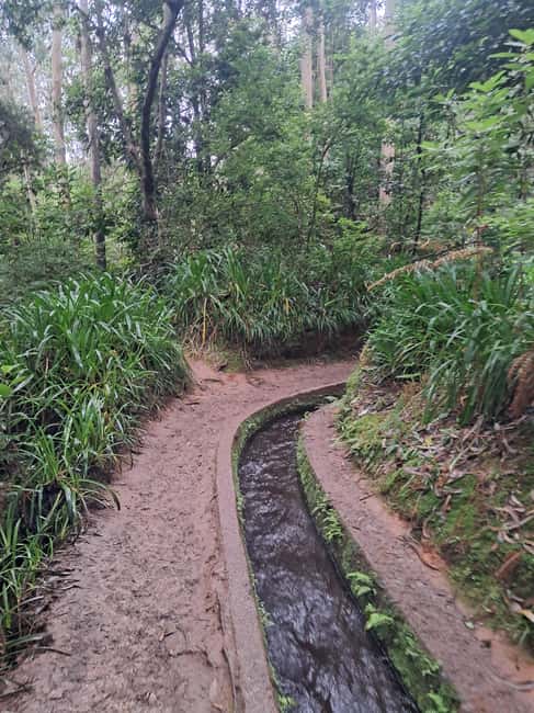 Madeira: Levada do Rei Guided Hike with Hotel Pickup - Starting Point and Transportation Logistics