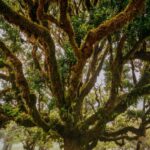 Madeira: PR 18 - Levada do Rei Hike Transfer with Host - Navigating the Tunnels and Vegetation
