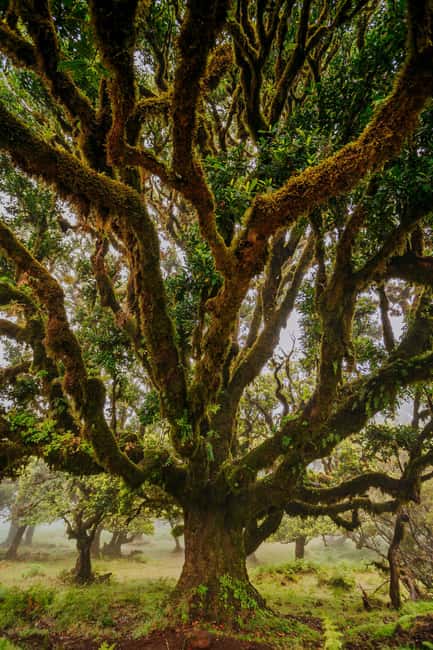Madeira: PR 18 - Levada do Rei Hike Transfer with Host - Navigating the Tunnels and Vegetation