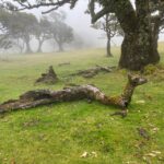 Madeira private 4x4 tour: North-West Coast - Exploring Madeiras Rugged North-West Landscape