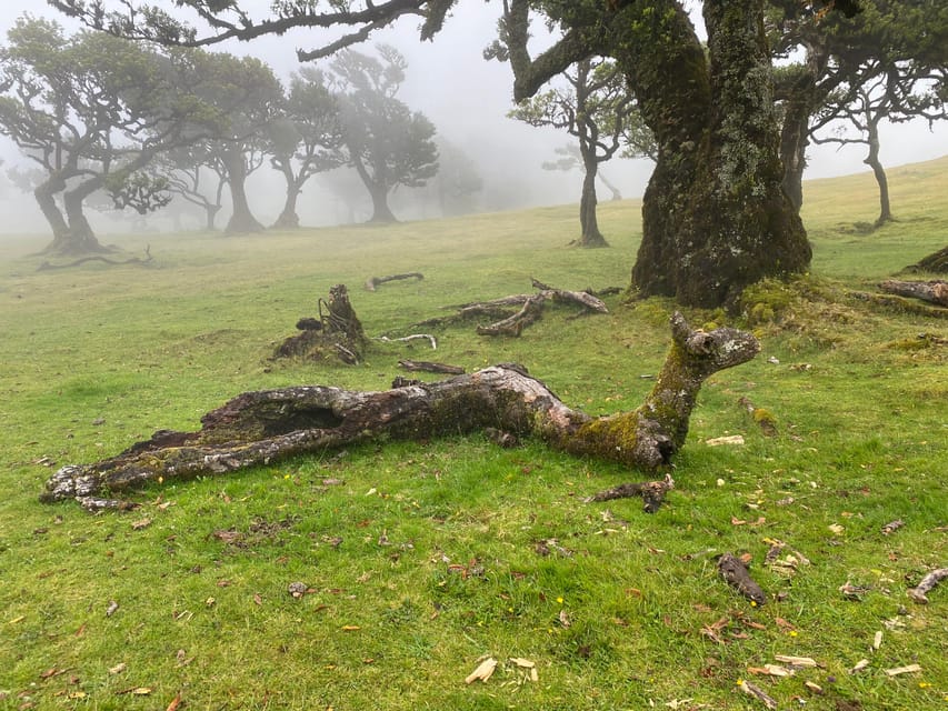 Madeira private 4x4 tour: North-West Coast - Exploring Madeiras Rugged North-West Landscape
