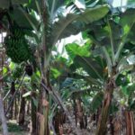 Madeira: Private Banana Farm Tour with Pickup - Visit a Local Banana Farm in Funchal